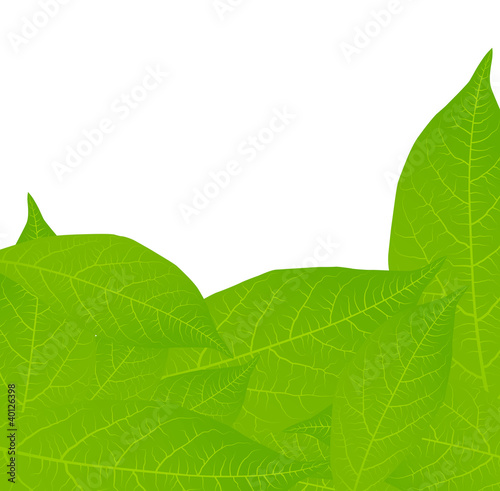 Fresh, green tea leaves on a white background vector