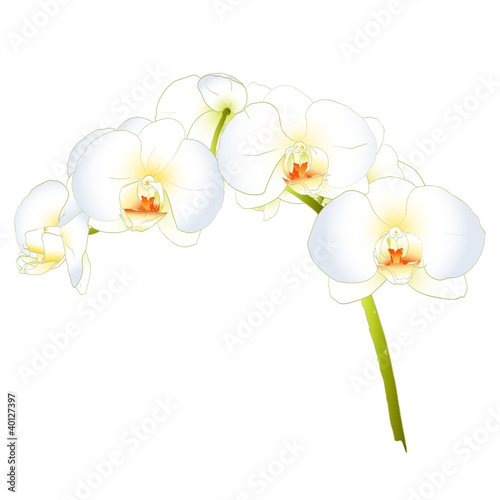 Orchidee