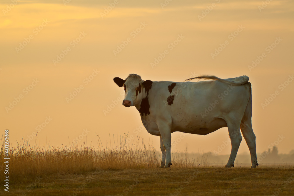 A Dutch cow swirls its tail during sunset A Dutch cow swirls its tail during sunset