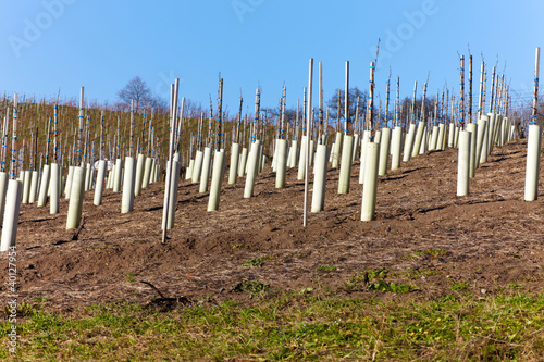 Neu angepflanzte Weinstöcke im Winter