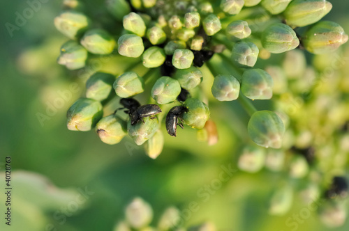 coléoptères sur bourgeons de colza