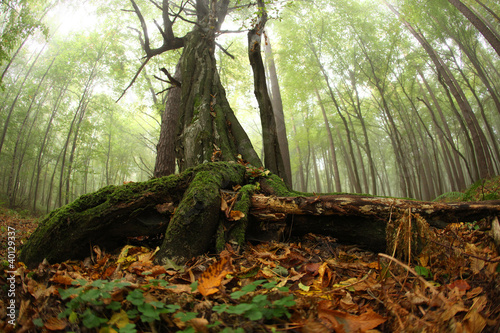The roots of trees