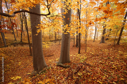 The colors of autumn.