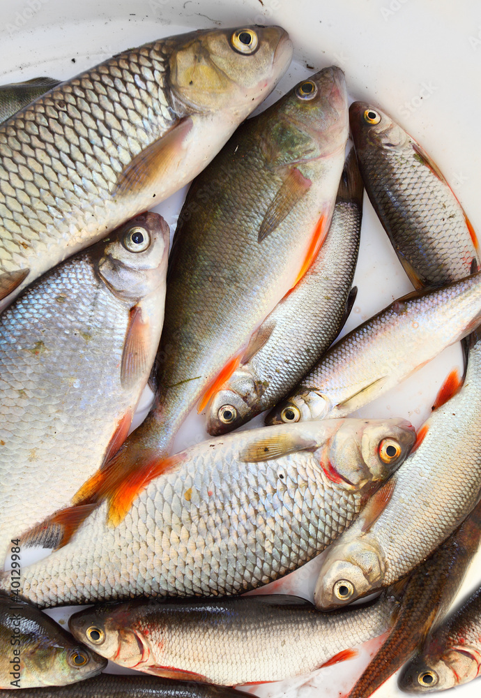 Fresh raw fish on a dish. Fresh raw fish on a dish.