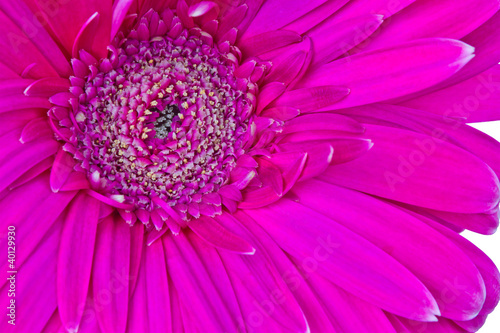 Fotografi macro of a gerber daisy