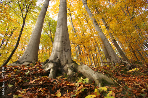 The autumn forest