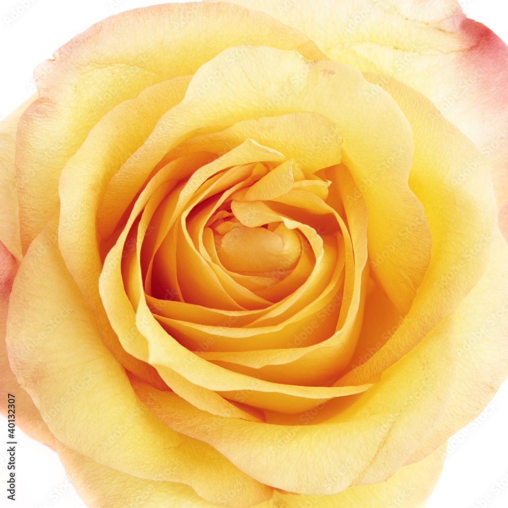 Beautiful yellow rose close-up Beautiful yellow rose close-up