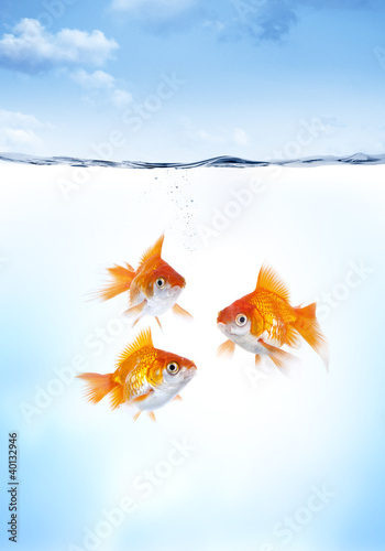 Fotografie Poissons Rouges