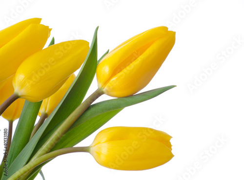 Bright yellow tulips isolated on a white background