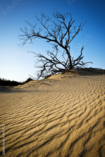 OBX Rippled Sand Dunes Tree Jockeys Ridge Outer Banks NC