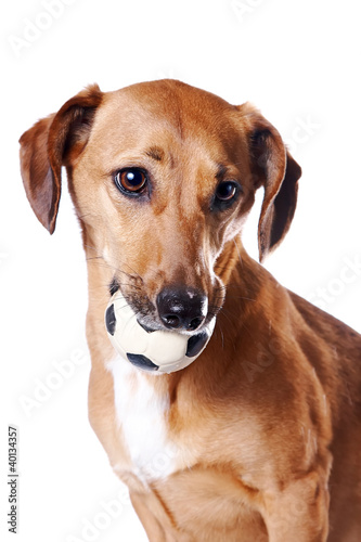 Red dachshund with a ball © Azaliya (Elya Vatel)