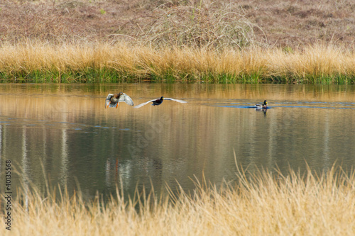 Flying wild ducks in nature