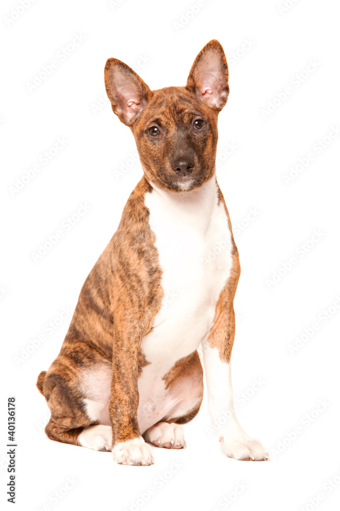 basenji puppy isolated on white background basenji puppy isolated on white background