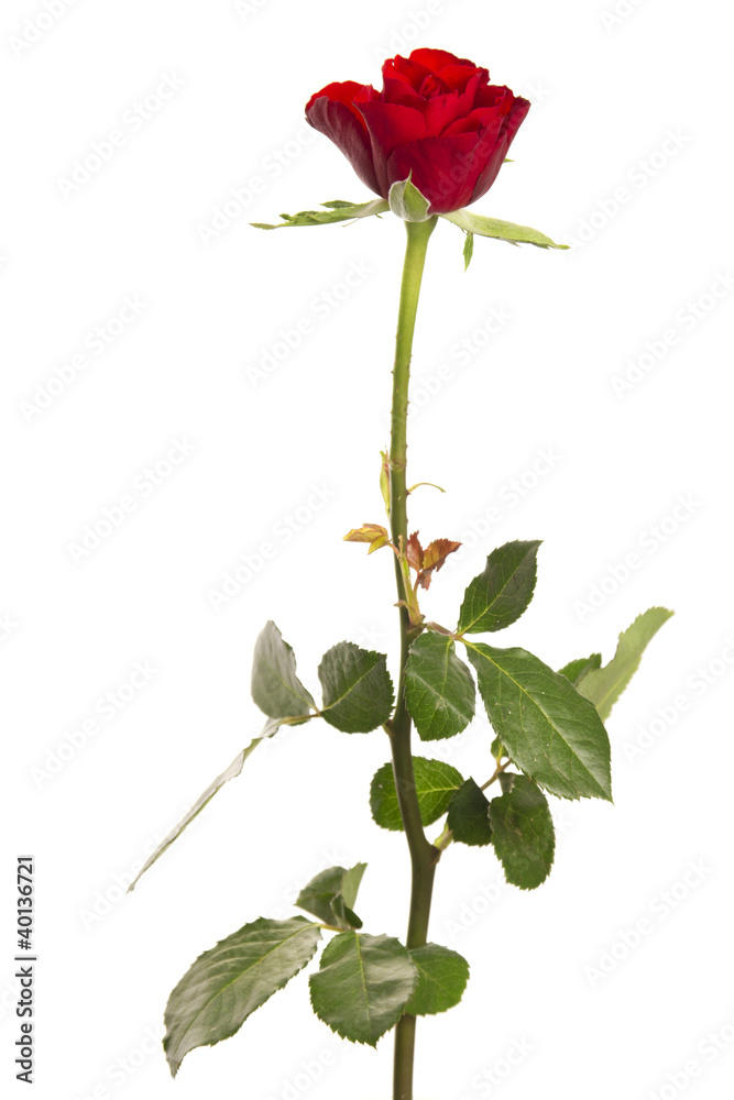 isolated rose