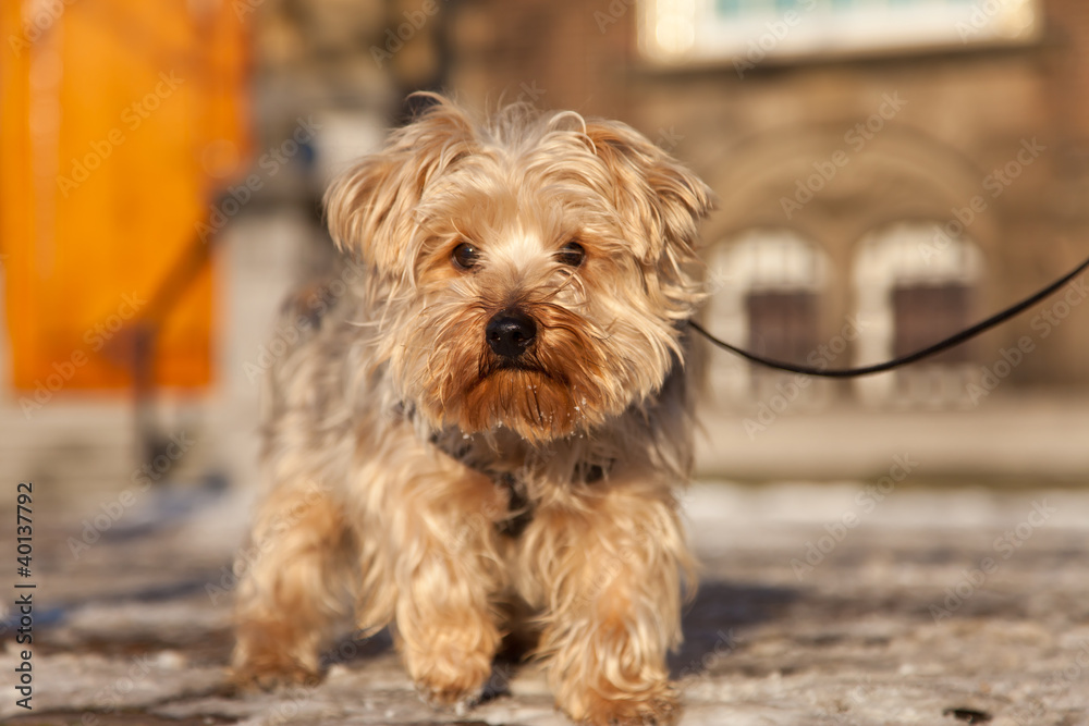 dog on the street in Netherlands dog on the street in Netherlands