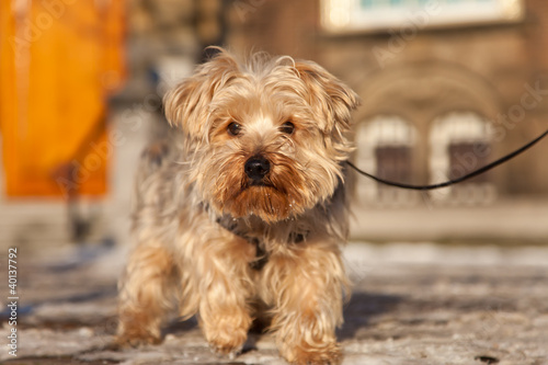 dog on the street in Netherlands