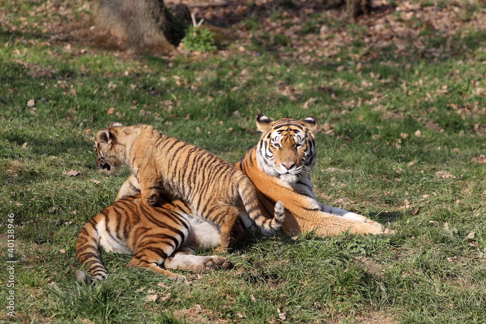 Obraz premium Tiger with cub