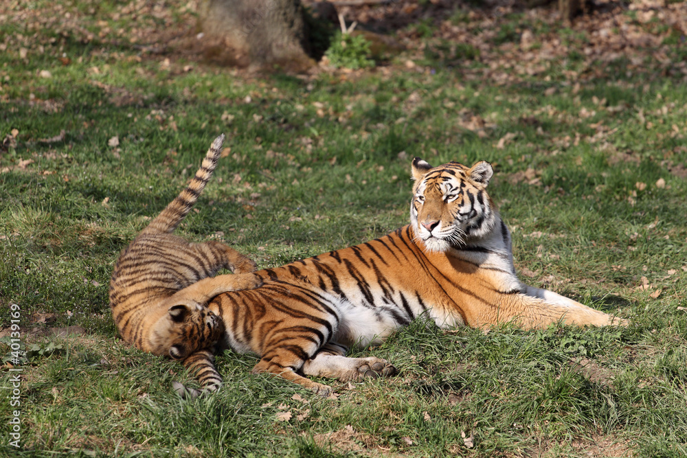 Obraz premium Tiger with cub