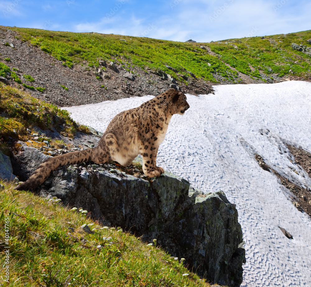 Fototapeta premium Snow leopard on rocky
