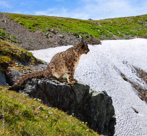 Snow leopard  on rocky