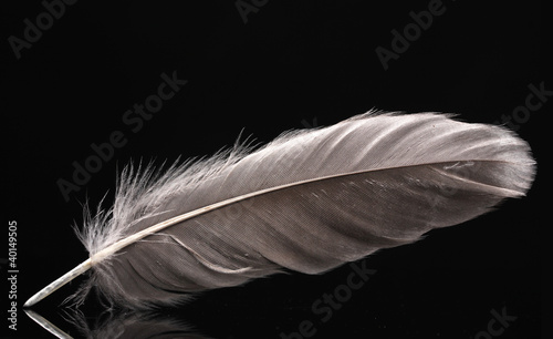 beautiful feather on black background