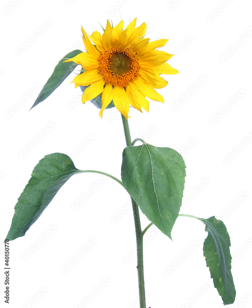 Fototapeta premium yellow sunflower, is isolated.