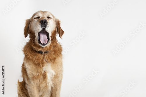 Yawning dog photo