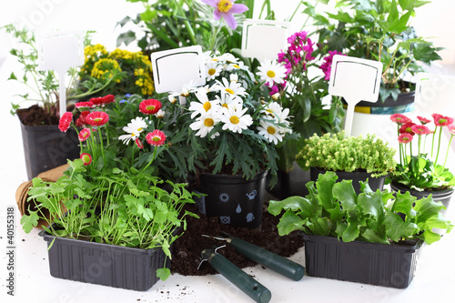Fototapeta Naklejka Na Ścianę i Meble -  Decorative flowers and vegetable ready for planting