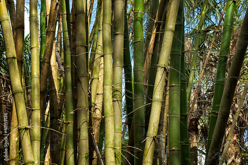 patch of bamboo trees growing wild