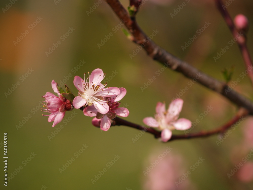 Floraison / arbre fruitier