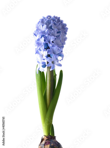 Blue Hyacinth