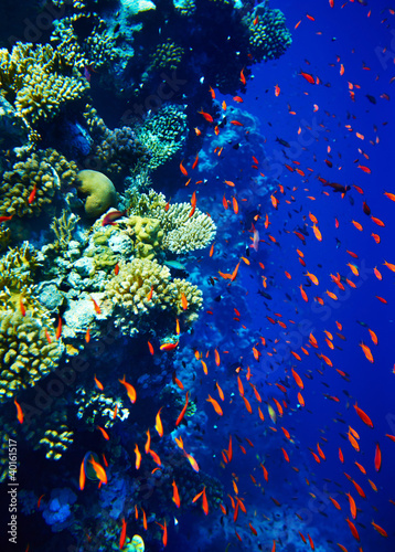 Fototapeta Naklejka Na Ścianę i Meble -  Group of coral fish  water.