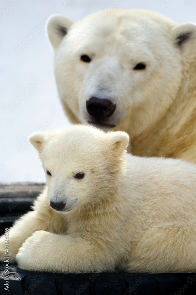 Polar bear cub with his mom Polar bear cub with his mom