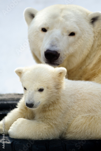 Polar bear cub with his mom