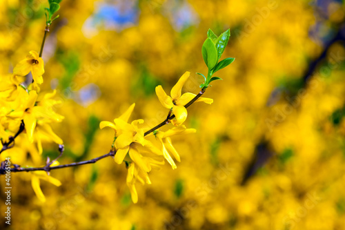 Canvas-taulu Yellow blossoms of forsythia