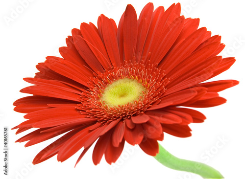 Fotografi Red gerber with stem isolated on white background