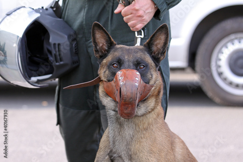 Police-dog photo