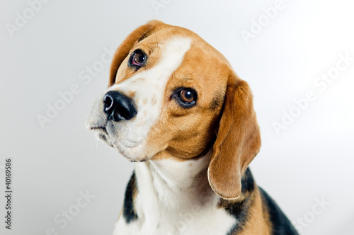 Naklejka Cute beagle