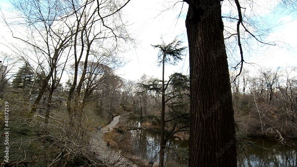 Trees amd Nature of Central Park, New York City Trees amd Nature of Central Park, New York City