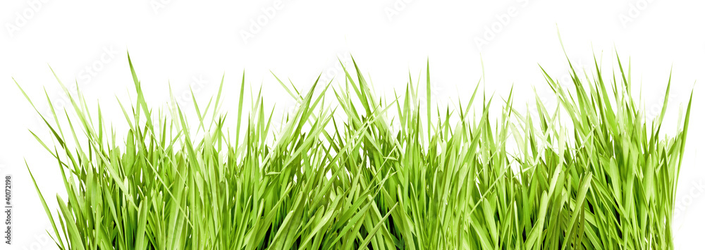 Green Grass Green Grass