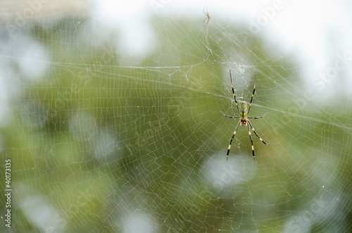 Spider, Nephila clavata