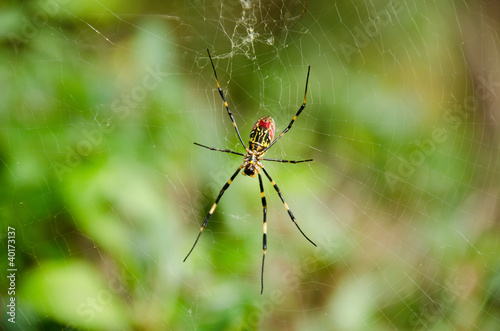 Spider, Nephila clavata © Arrlfx