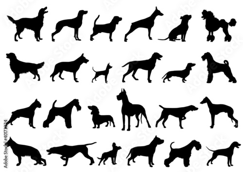 dogs
