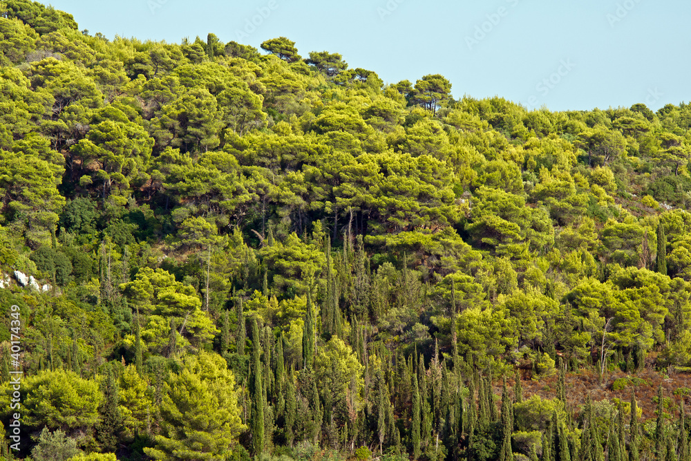 Las w górach na wyspie Zakynthos, Grecja