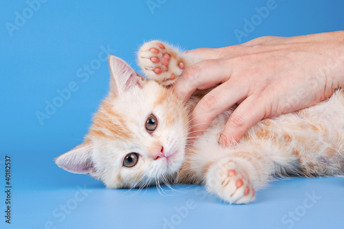 Little kitty on blue background