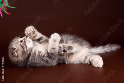 Kitten playing on a brown background