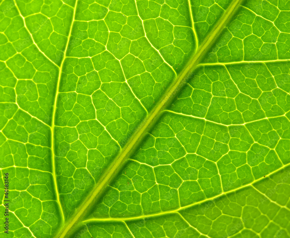 LEAF TEXTURE