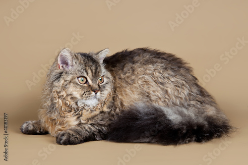 Fotografie Selkirk rex on brown background