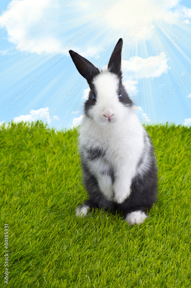 Little Easter Bunny - obrazy, fototapety, plakaty 