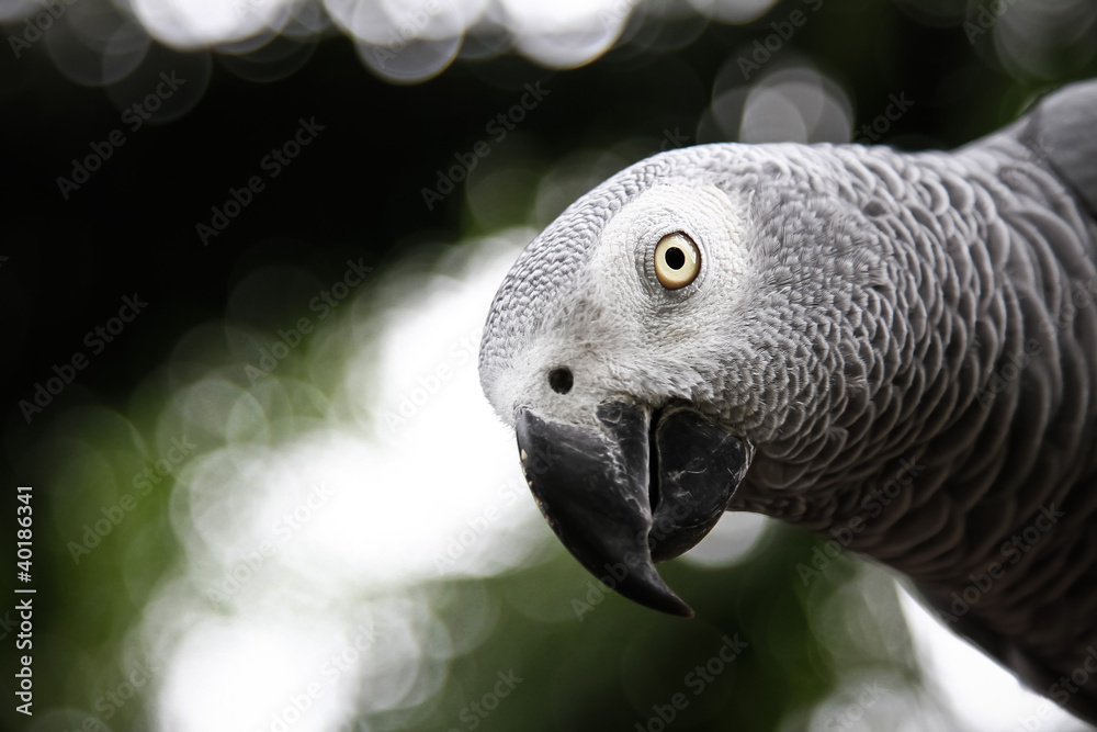 Fototapeta premium African Grey Parrot eating a peanut